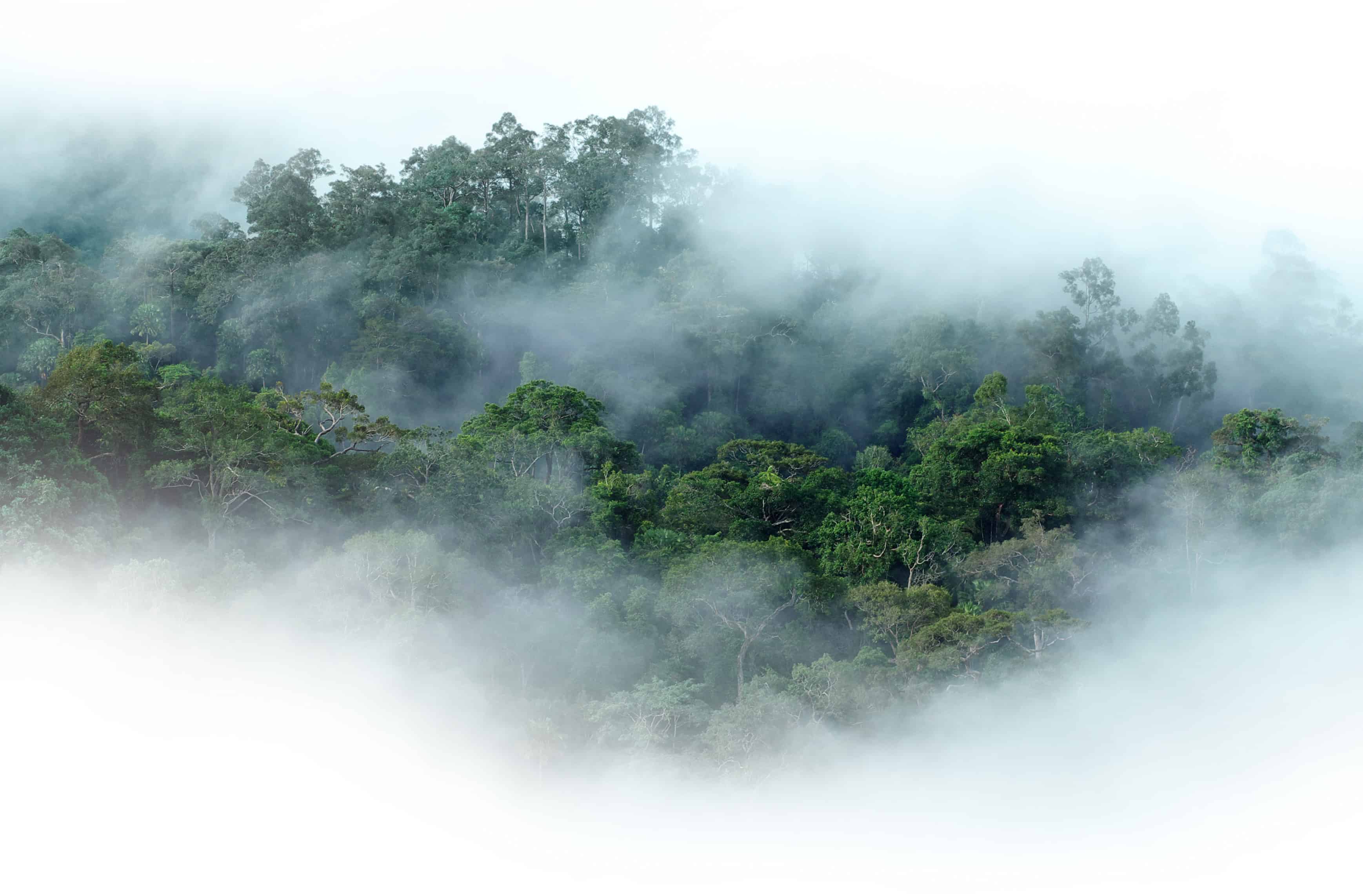 Empowering organizations with data-driven insights